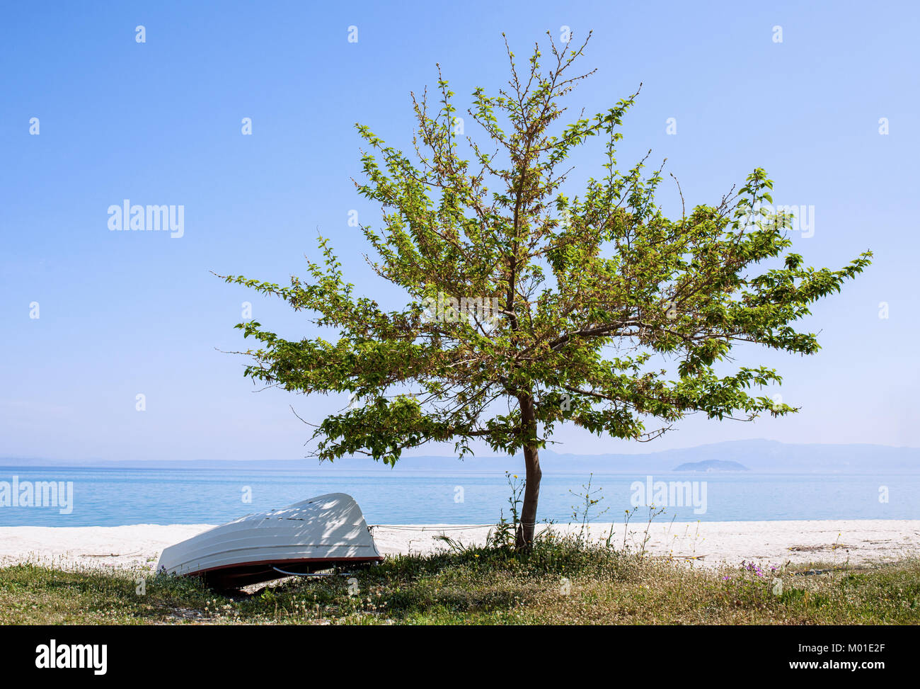 Lone Tree su una spiaggia con ribaltato in barca la sua ombra Foto Stock