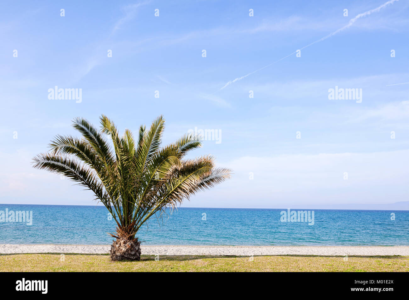 Lone Palm tree su una spiaggia nead l'oceano Foto Stock