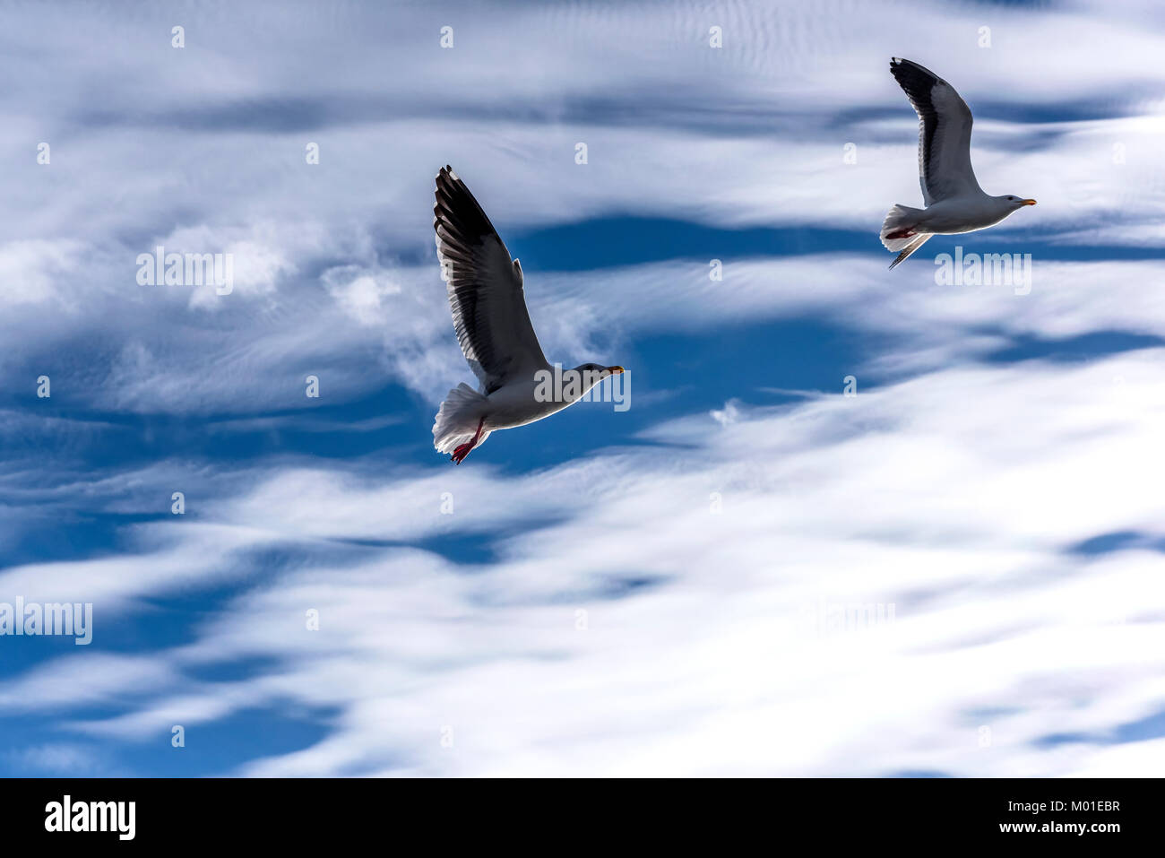Due gabbiani volano passato un bellissimo cielo nuvoloso durante un luminoso giorno Foto Stock