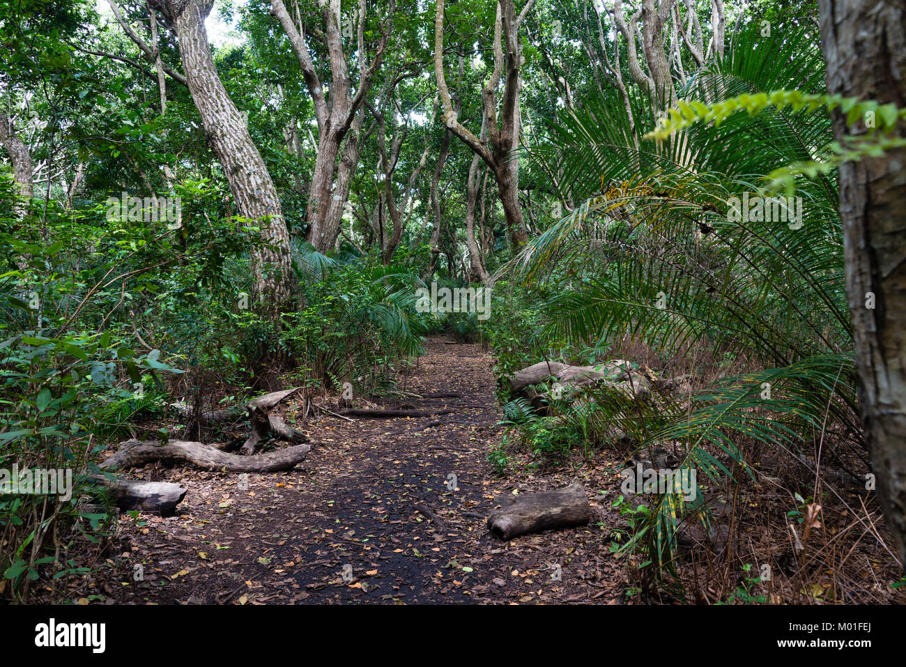 Percorso attraverso la foresta pluviale tropicale in Jozani National Park, isola di Zanzibar, Tanzania Foto Stock