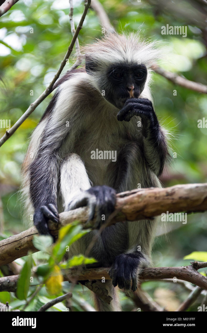 In via di estinzione Zanzibar Red Colobus Monkey (Procolobus kirkii), la foresta di Jozani, isola di Zanzibar, Tanzania Foto Stock