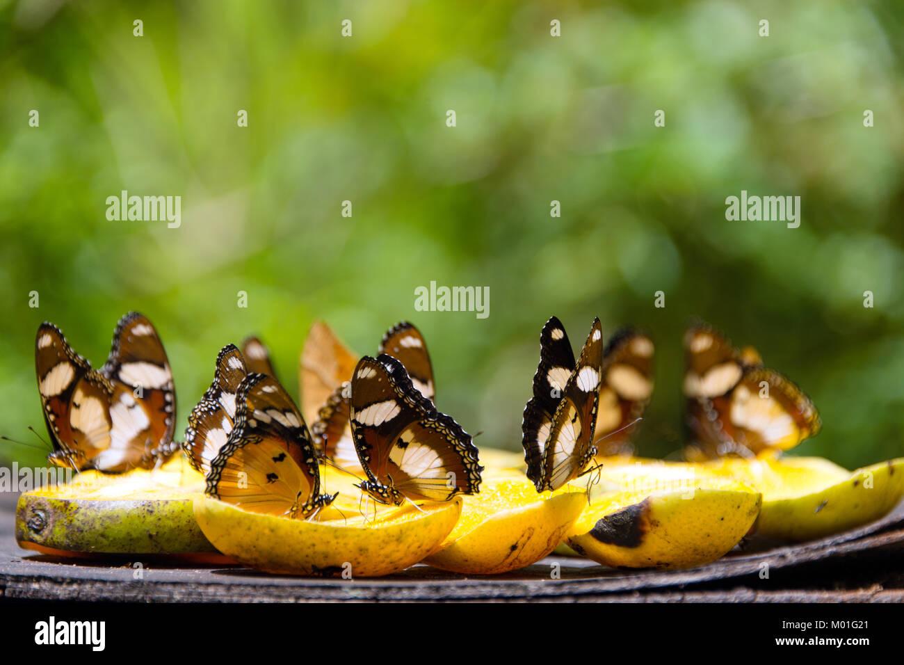 Farfalle avanzamento sul mango fruit nel centro di farfalle, Zanzibar, Tanzania Foto Stock