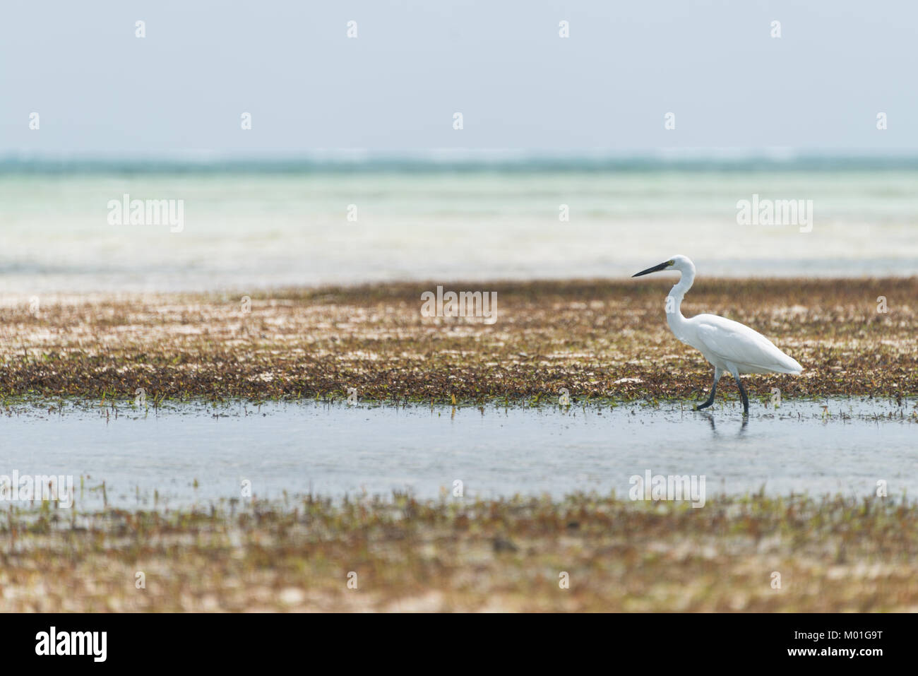 Garzetta all isola di Zanzibar Foto Stock