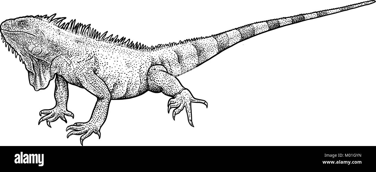 Iguana illustrazione, disegno, incisione, inchiostro, line art, vettore Illustrazione Vettoriale