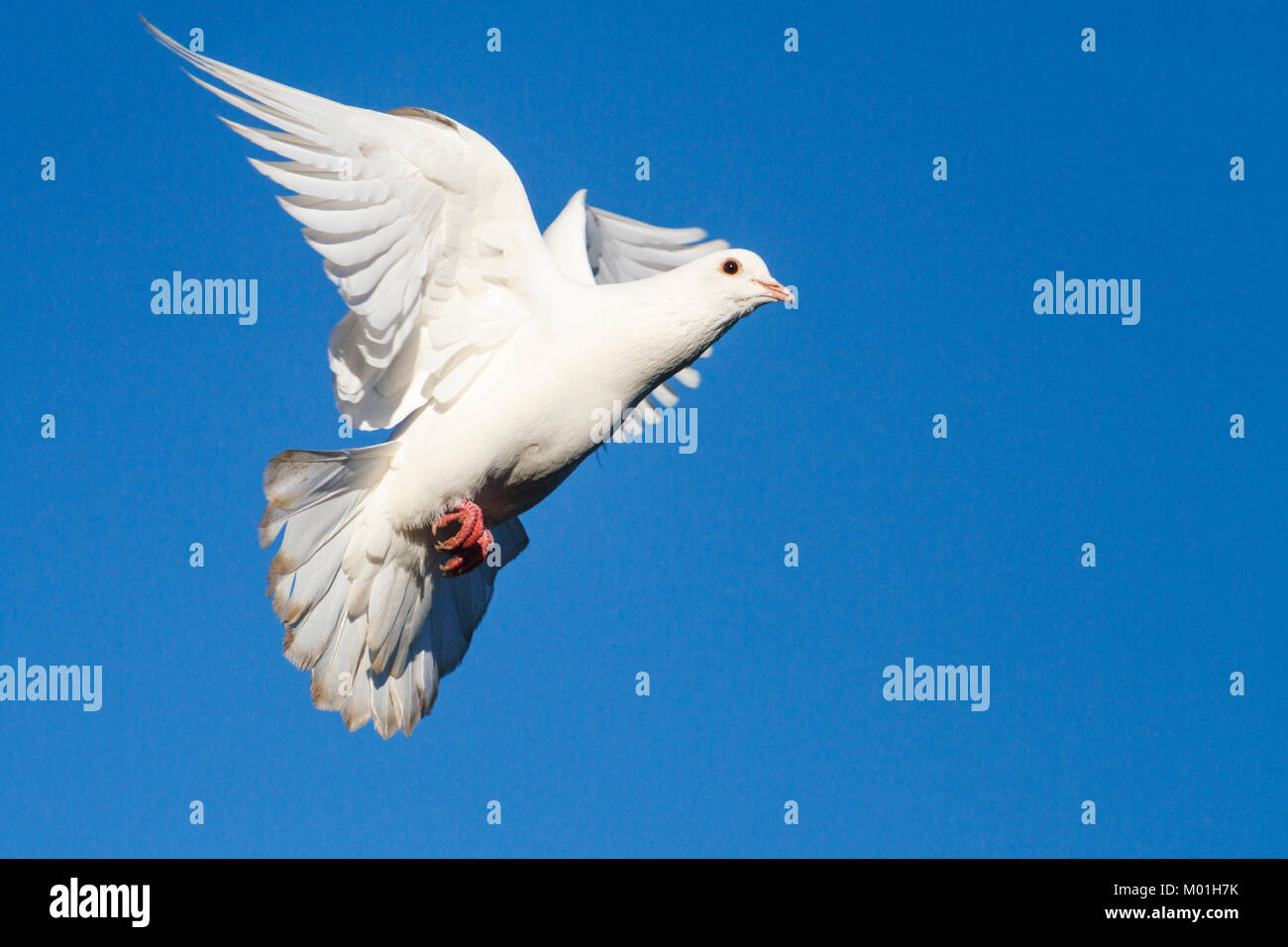 Bella colombe bianche sul cielo blu Foto Stock
