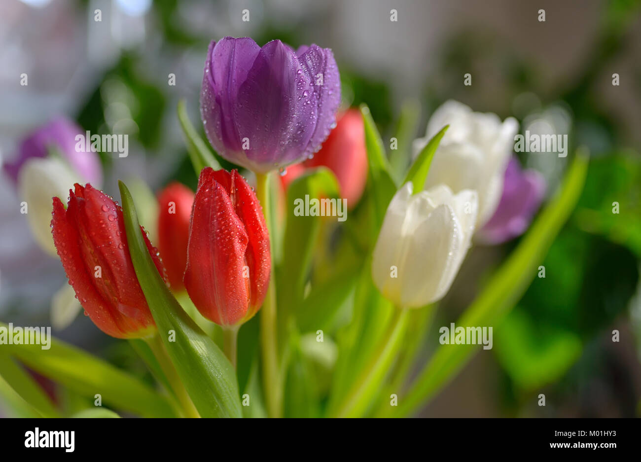I tulipani bouquet di rugiada in vaso Foto Stock