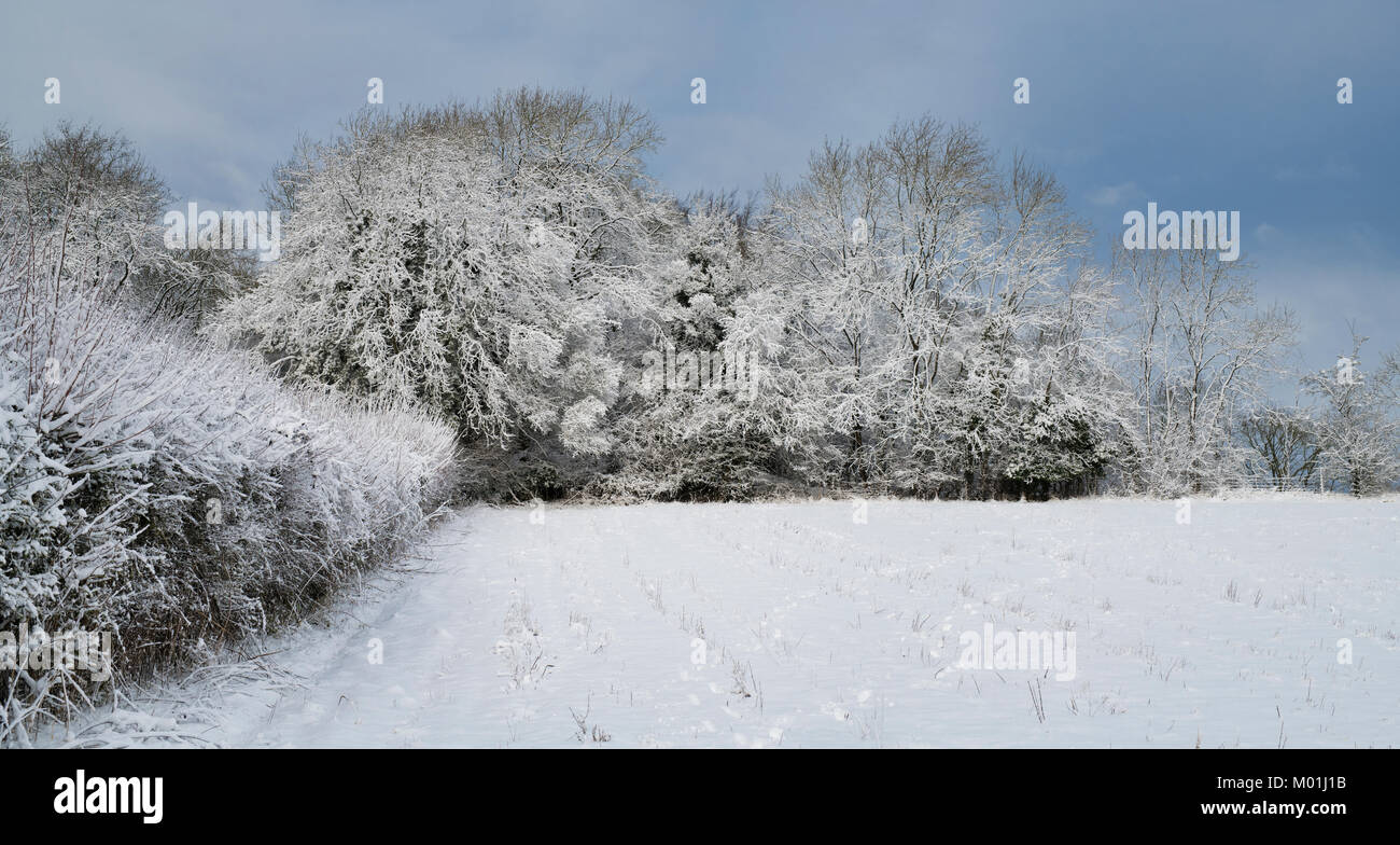 Alberi invernali nella neve nella campagna del cotswold. Cotswolds, Gloucestershire, Inghilterra. Panoramica Foto Stock