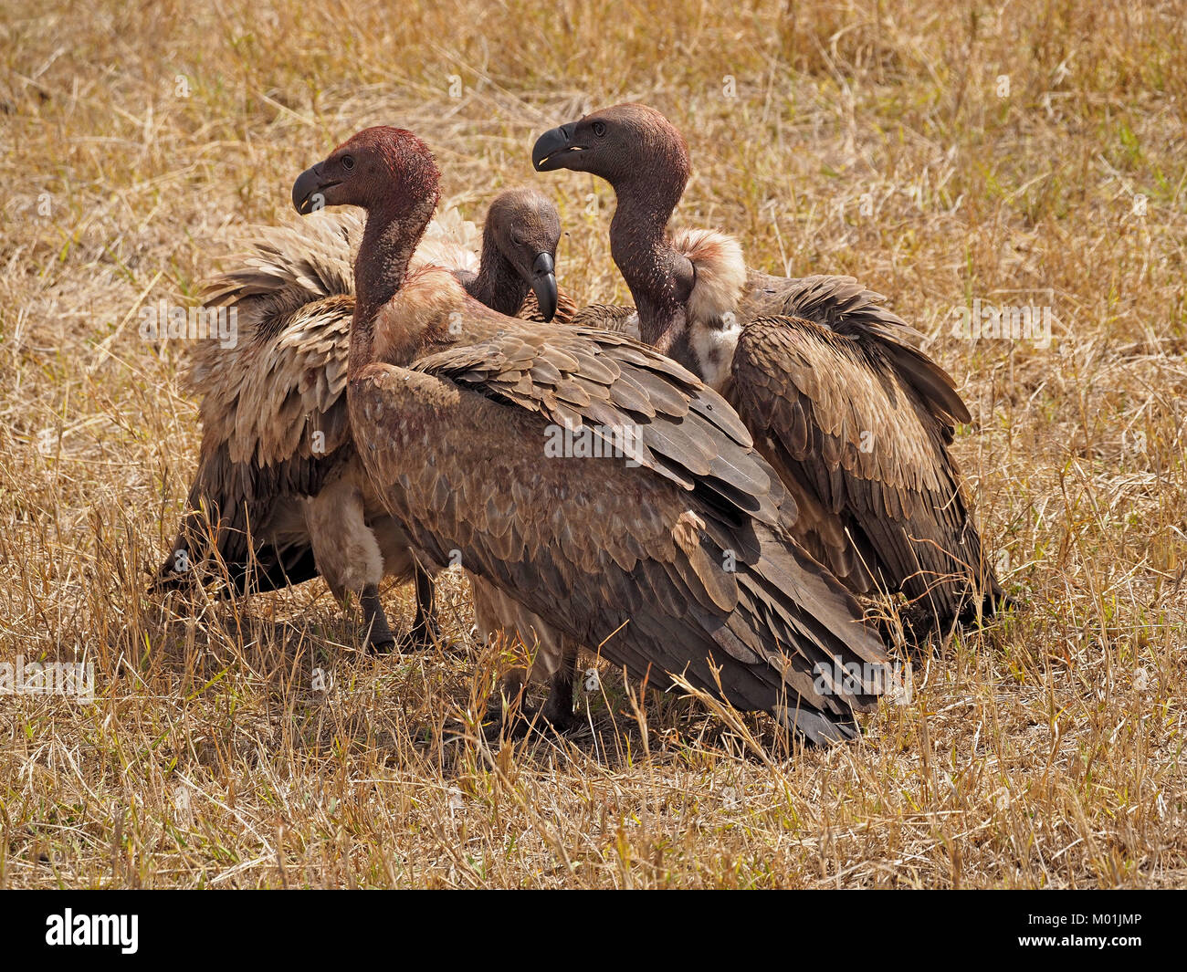 Tre sanguinosi intitolata White-backed vulture (Gyps africanus) nel Masai Mara Conservancies maggiore Mara Kenya Foto Stock