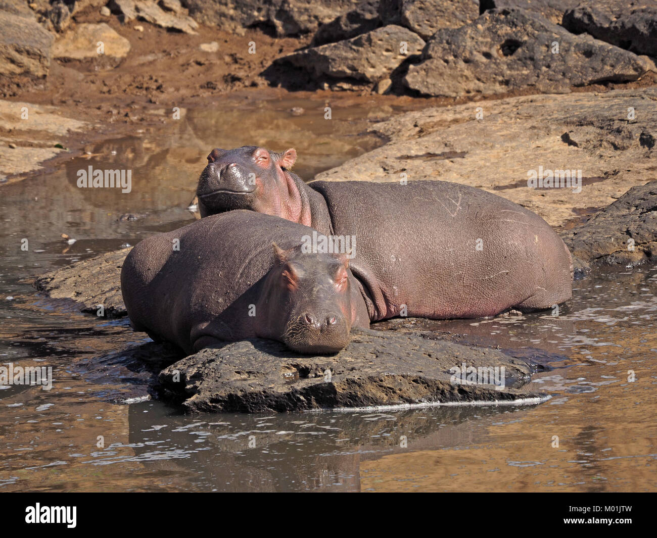 Due adulti ippopotami (Hippopotamus amphibius), crogiolarsi sulle rive del fiume di Mara Masai Mara Conservancies, maggiore Mara, Kenya - un apparente al sorriso Foto Stock