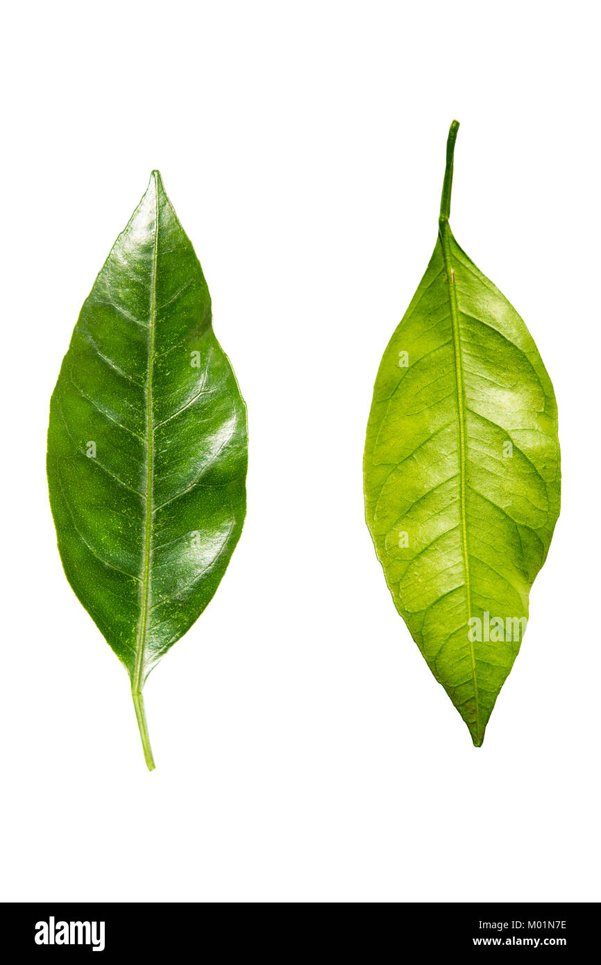 Questo verde foglia di mandarino strappato nel giardino in Georgia Foto Stock