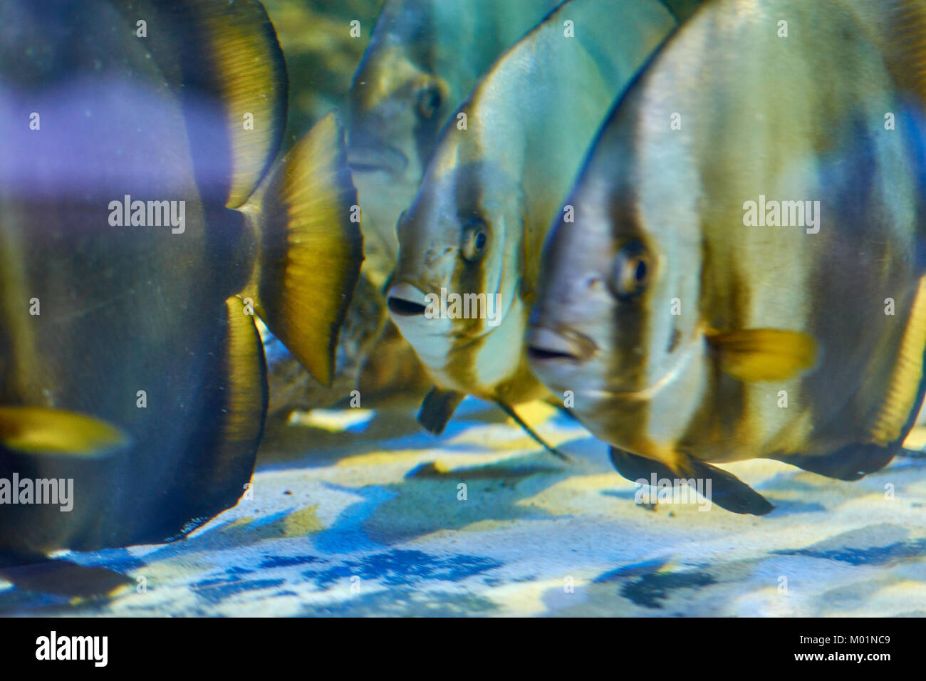 Diversi Teira batfishes nuoto vicino al fondo dell'acquario Foto Stock