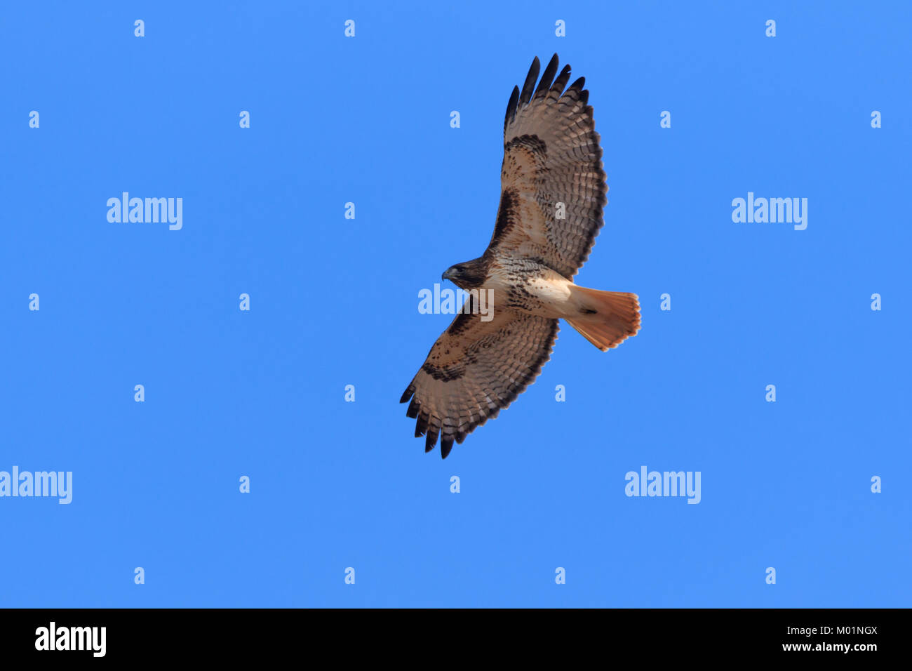 Un Rosso Tailed Hawk battenti in Oklahoma Foto Stock