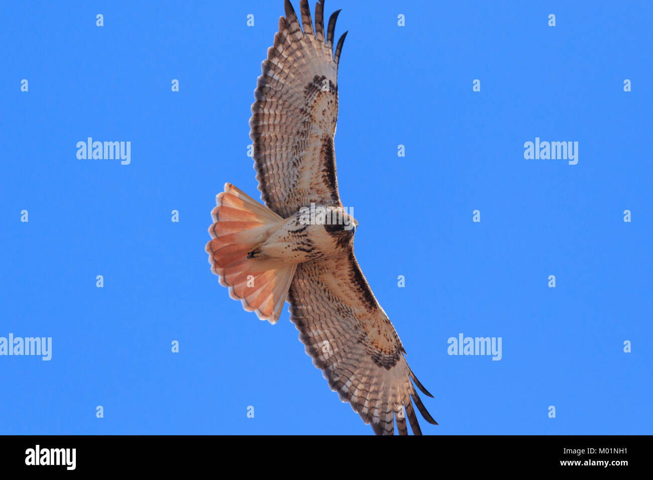 Un Rosso Tailed Hawk battenti in Oklahoma Foto Stock