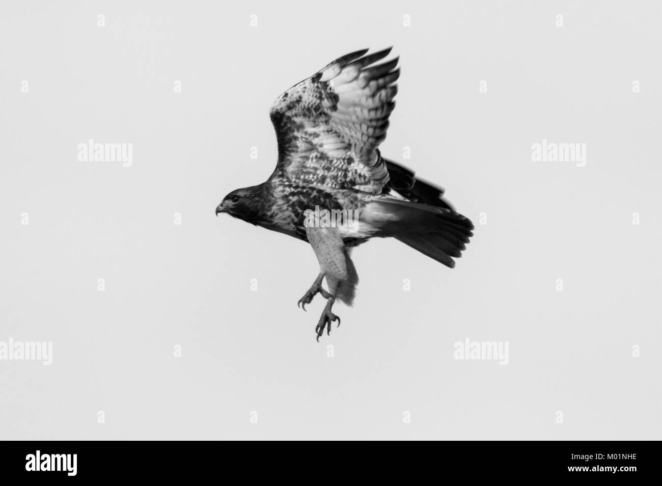 Un Rosso Tailed Hawk salta fuori un polo in Oklahoma 2018 Foto Stock