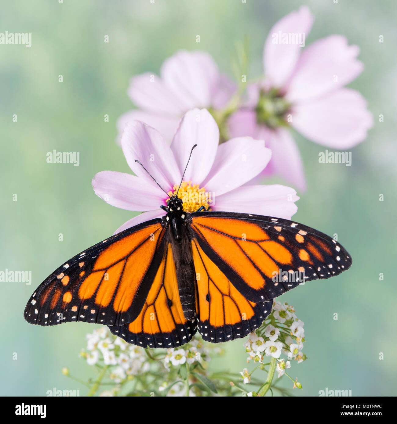 Farfalla monarca Danaus Plexippus con ali stese, tenere su una rosa pallido cosmo fiore con un morbido sfondo verde. - Vista Superiore Foto Stock