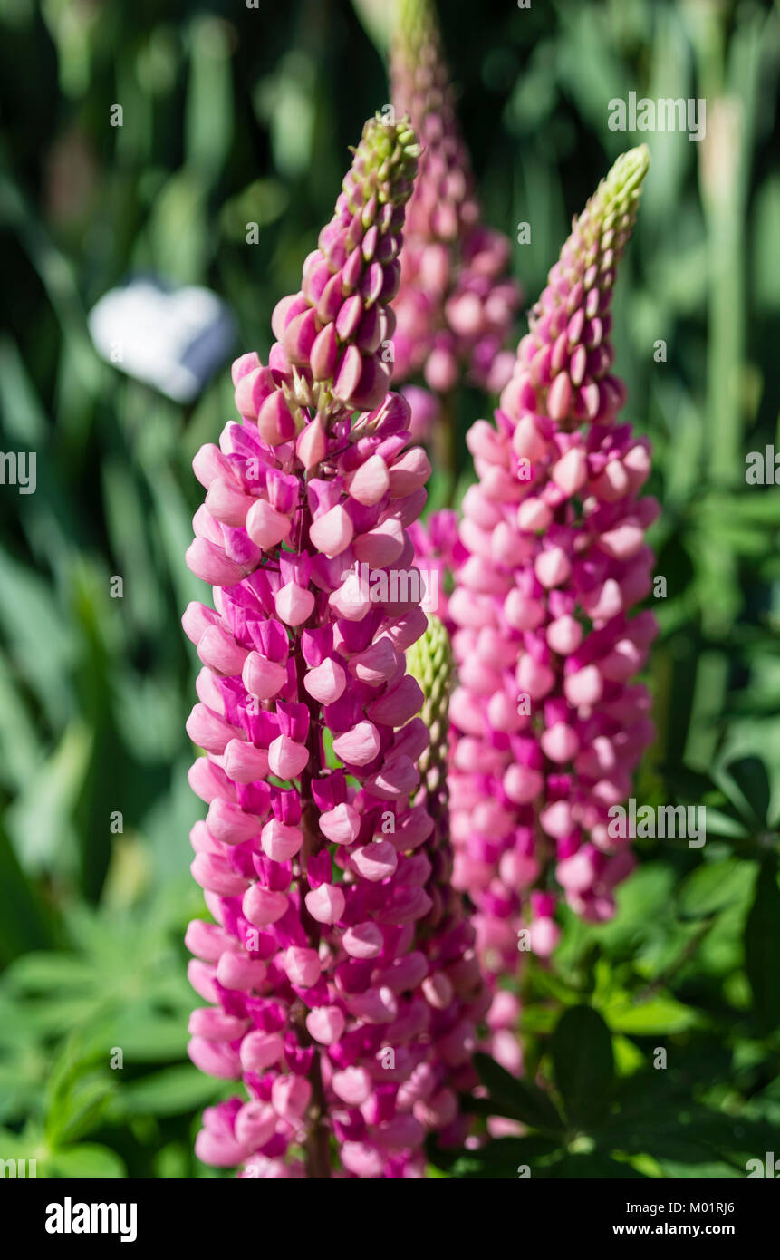 Lupino colore rosa dei picchi di fiori in un giardino fiorito a Schreiners Iris giardino. Salem, Oregon Foto Stock