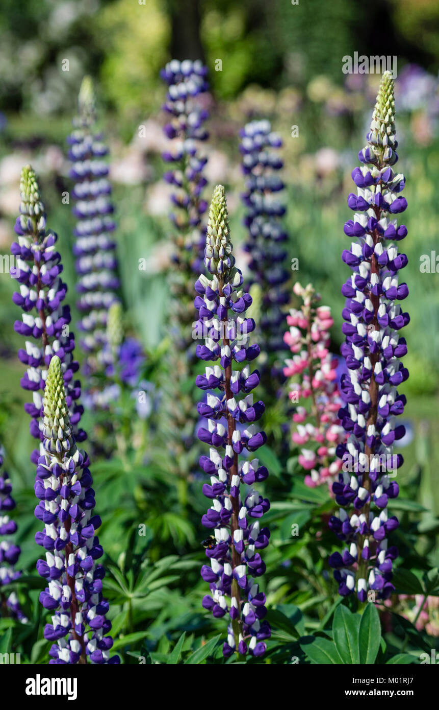 Lupino azzurro picchi di fiori in un giardino fiorito a Schreiners Iris giardino. Salem, Oregon Foto Stock