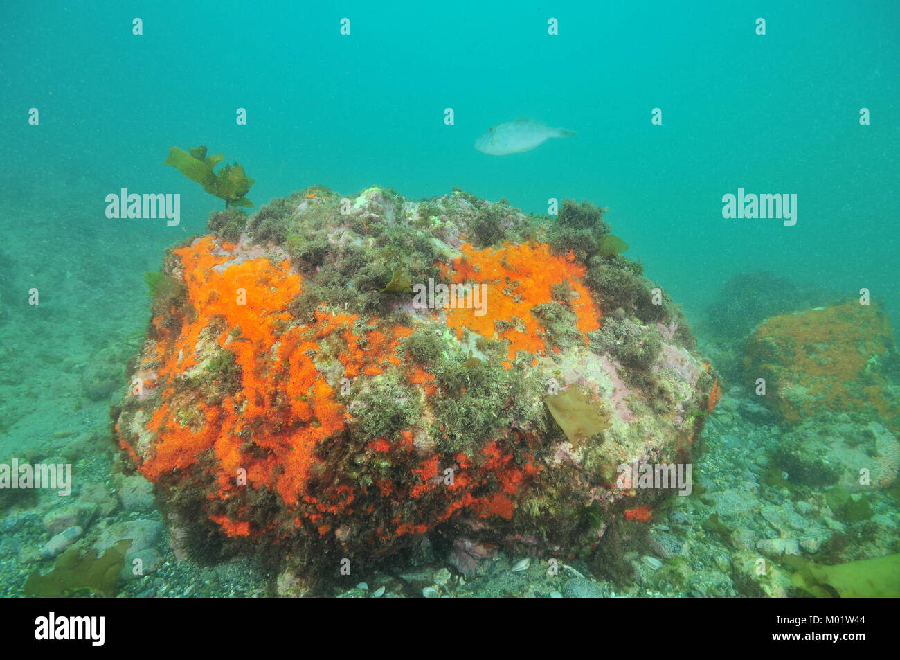 Grande masso coperto con colorate spugne incrostanti ma vegetazione mancante sul fondo in acqua torbida. Foto Stock