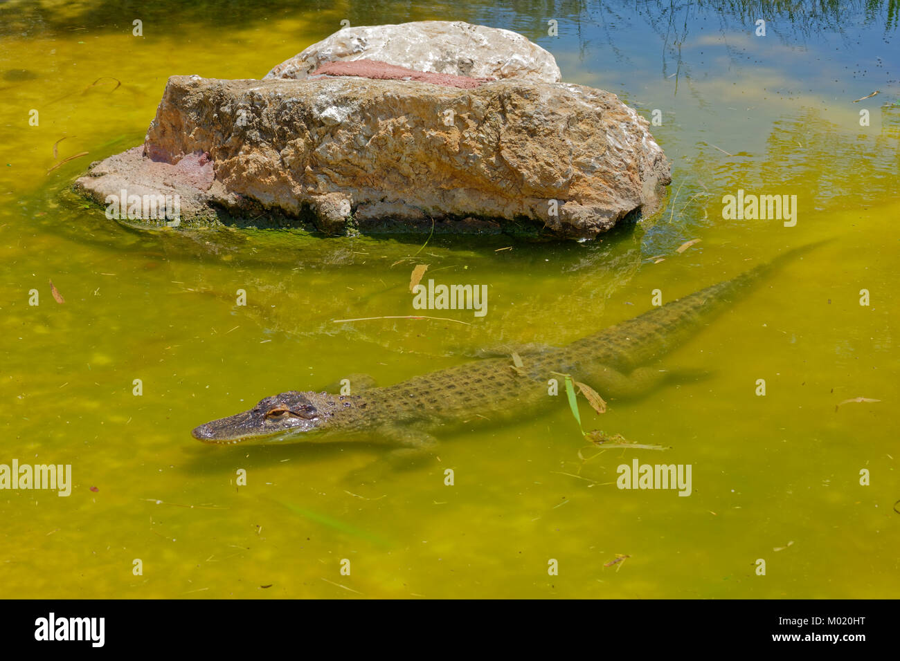 Il coccodrillo nel lago di un parco Foto Stock