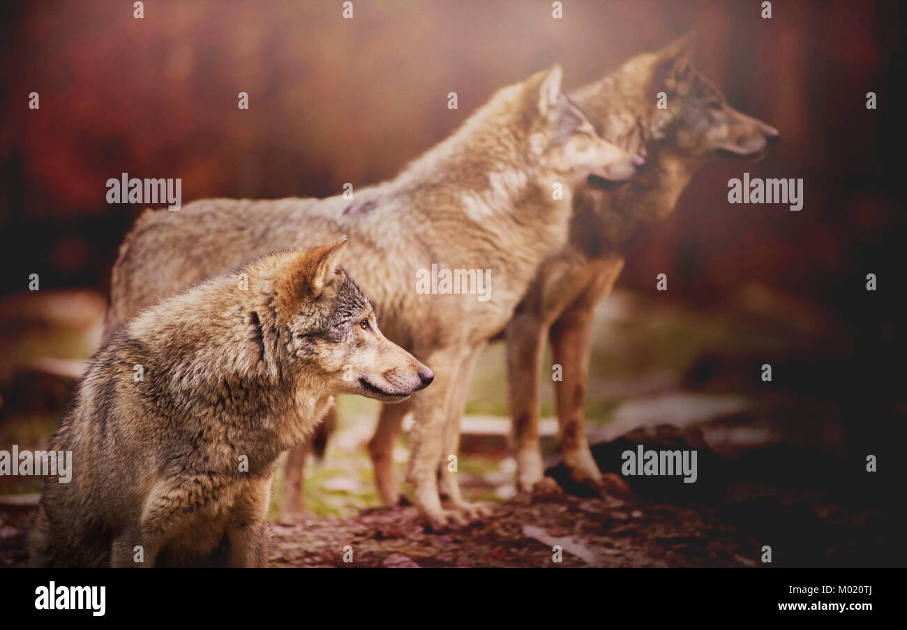 Pack di lupo nella foresta di autunno guardare qualcosa in lontananza sul fondo sfocato Foto Stock