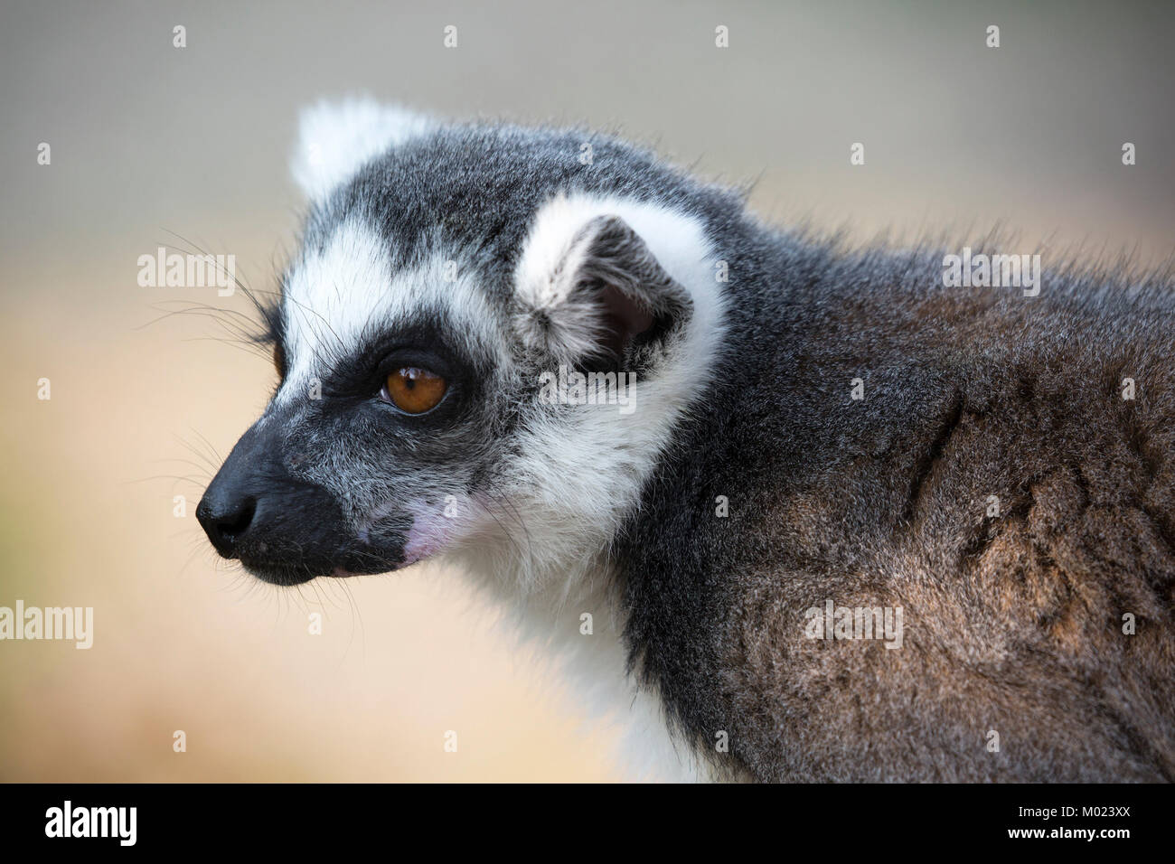Anello-tailed lemur (Lemur catta) Foto Stock