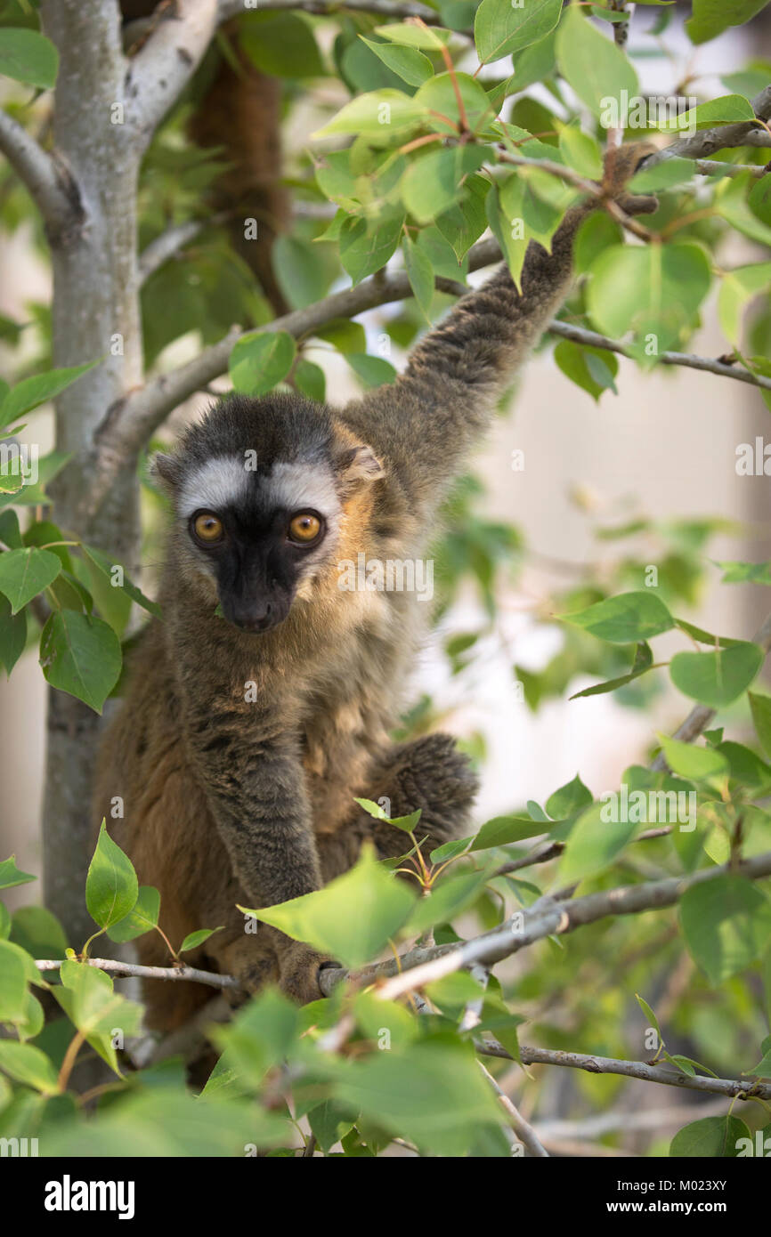 Lemur (Eulemur rufifrons) con la faccia rossa che sale nell'albero Foto Stock