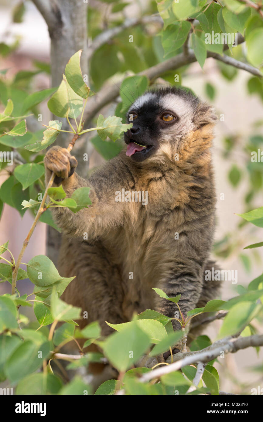 Lemur (Eulemur rufifrons) con la faccia rossa che si nutrono di foglie nell'albero Foto Stock
