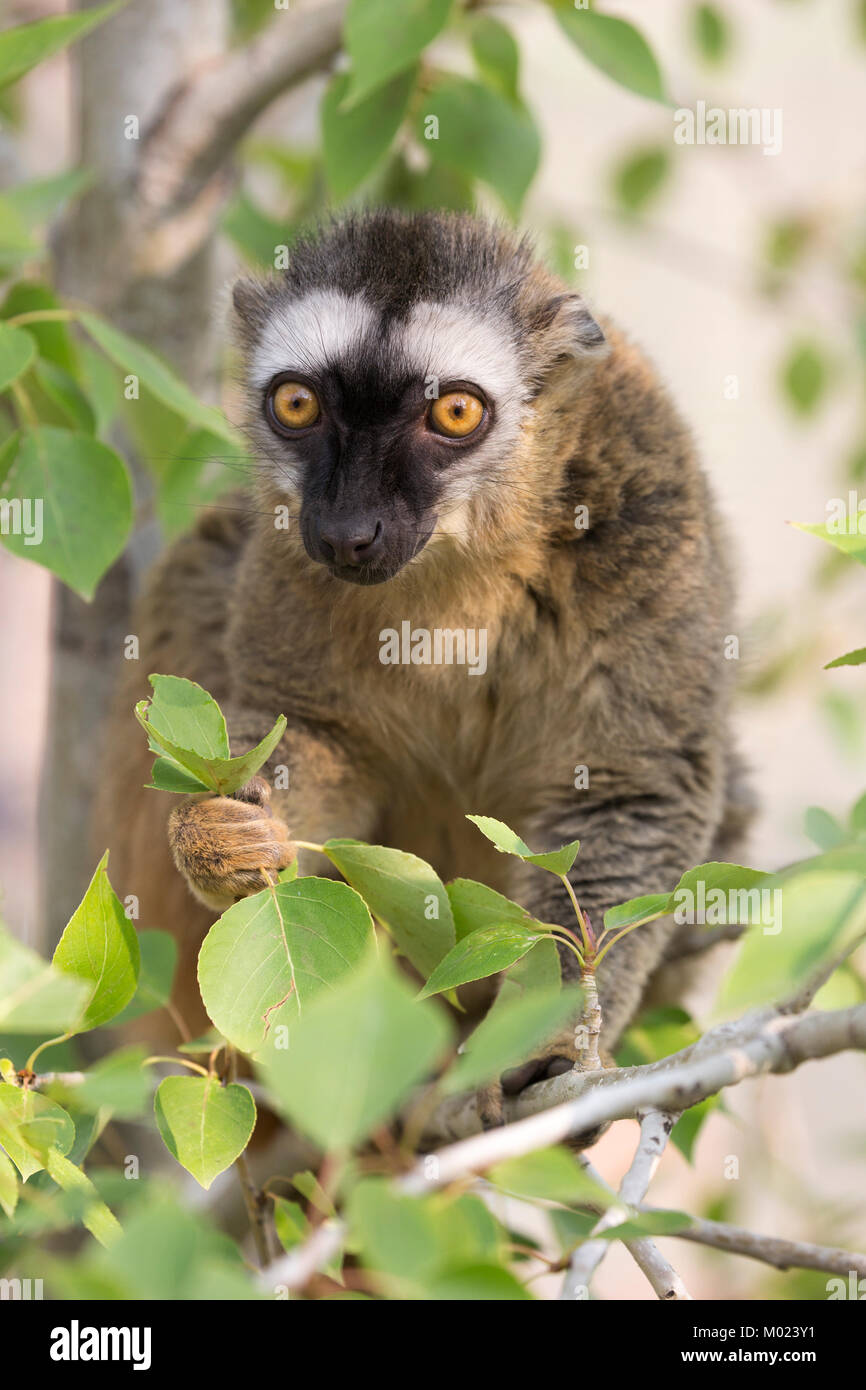 Lemur (Eulemur rufifrons) con la faccia rossa che si strapa in albero Foto Stock