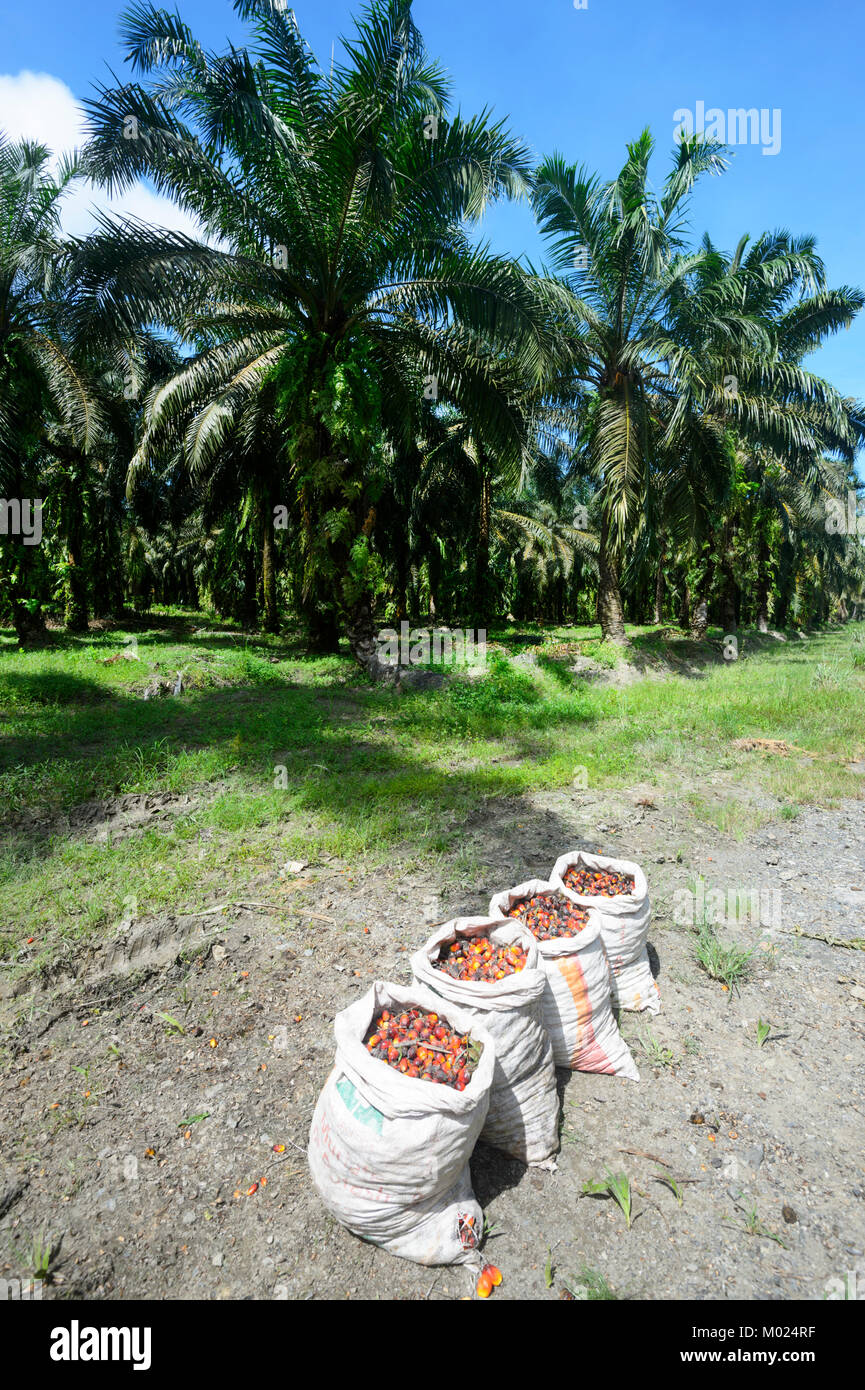 Un raccolto di olio di palma frutti raccolti nei sacchi in un olio di palma plantation, Borneo, Sabah, Malaysia Foto Stock
