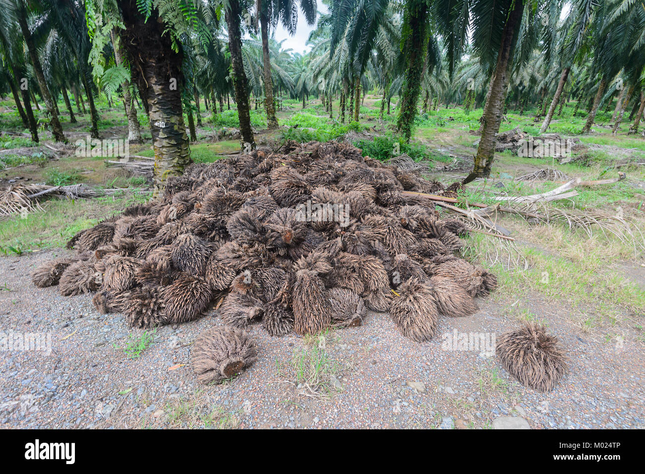 Un mucchio di olio di palma bucce di frutta utilizzati come fertilizzanti nell'olio di palma plantation, Borneo, Sabah, Malaysia Foto Stock