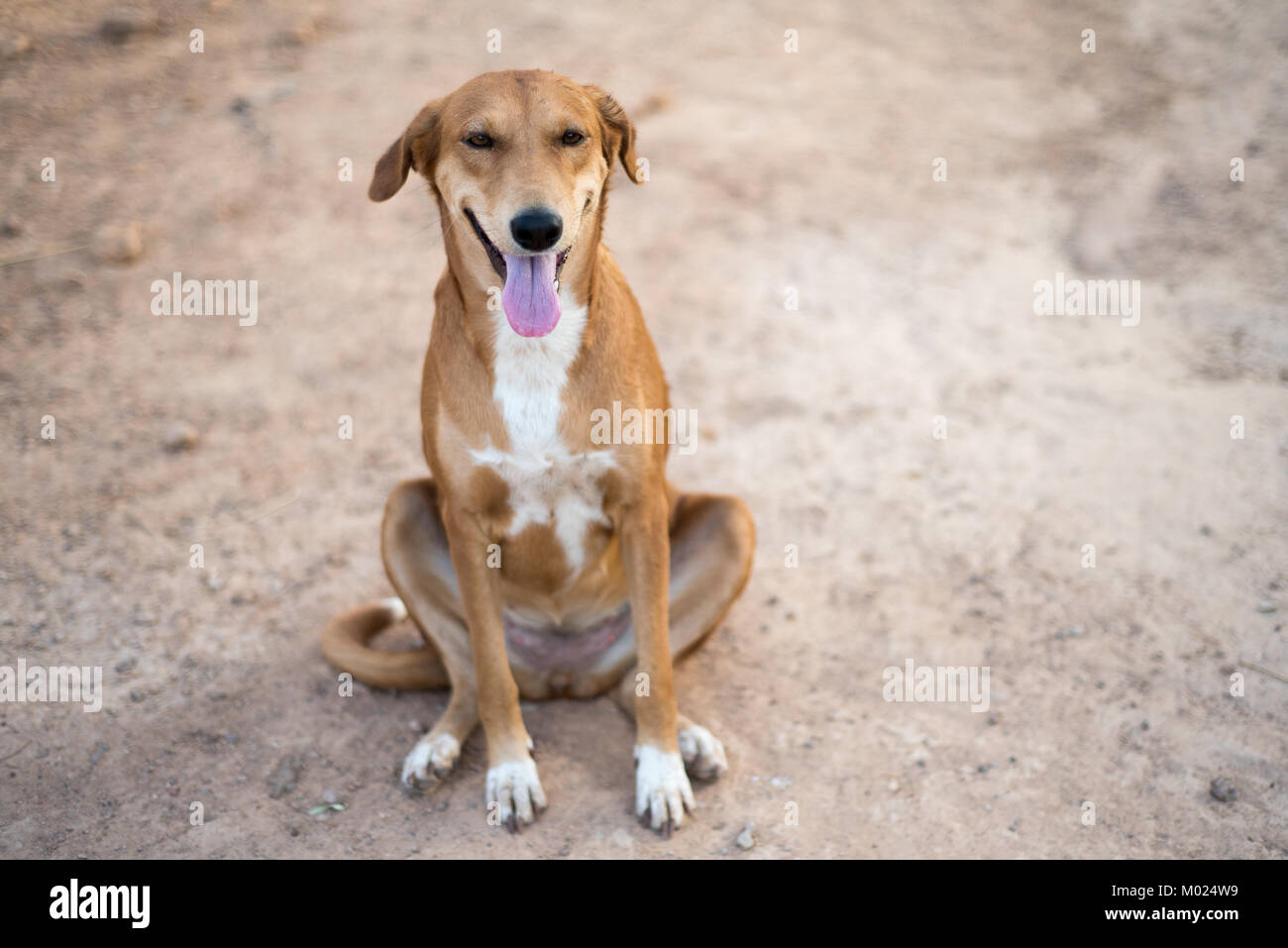 Felice cane del deserto Foto Stock