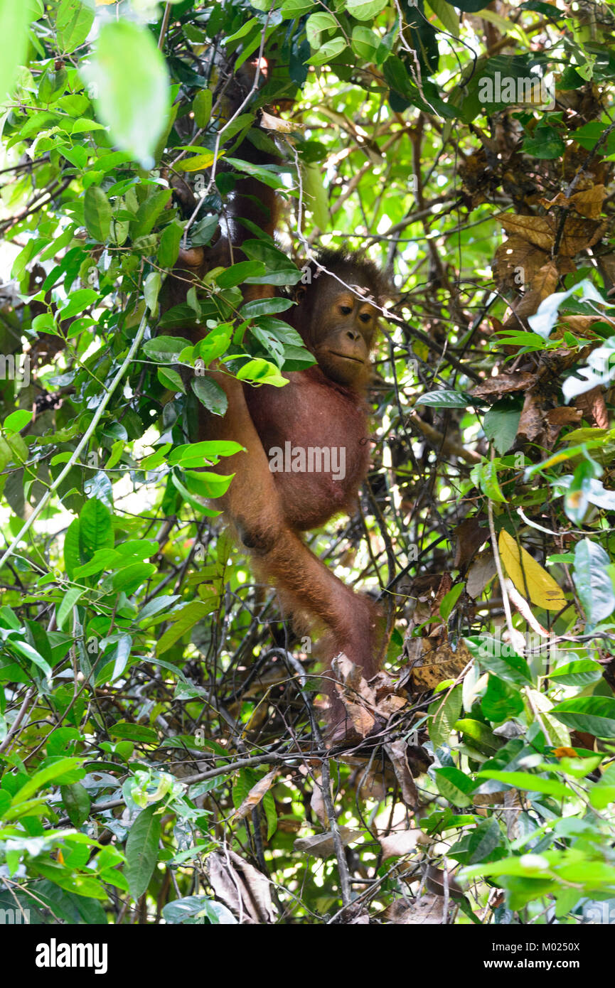 Giovani (Orangutan Pongo) in una struttura ad albero, Sepilok Orangutan Centro di riabilitazione, Borneo, Sabah, Malaysia Foto Stock