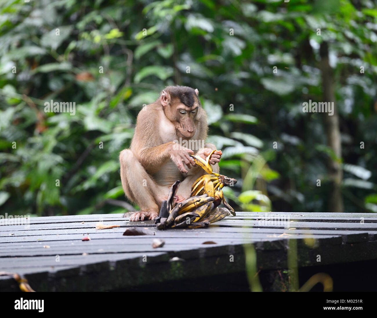 Southern Pig-coda Macaque (Macaca nemestrina) mangiare banane, Sepilok Orangutan Centro di riabilitazione, Borneo, Sabah, Malaysia Foto Stock