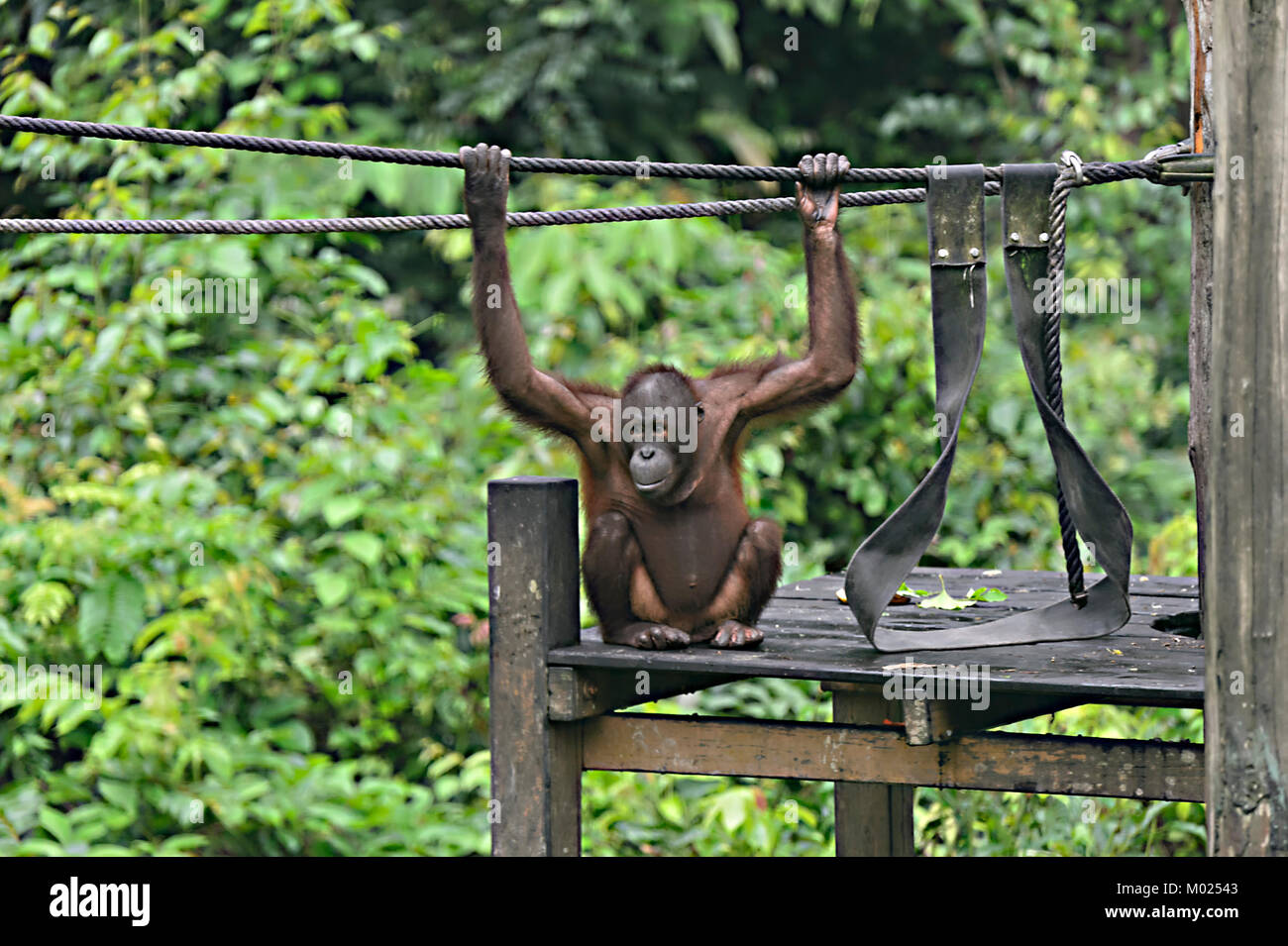 Giovani orangutan in riproduzione in vivaio, Sepilok Orangutan Centro di riabilitazione, Borneo, Sabah, Malaysia Foto Stock