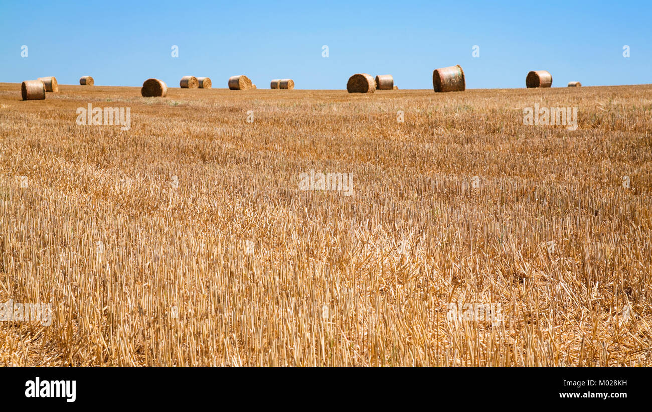 Paesaggio di campagna - campo di raccolto con pile di paglia nella regione della Valle della Loira in Francia in estate giornata di sole Foto Stock