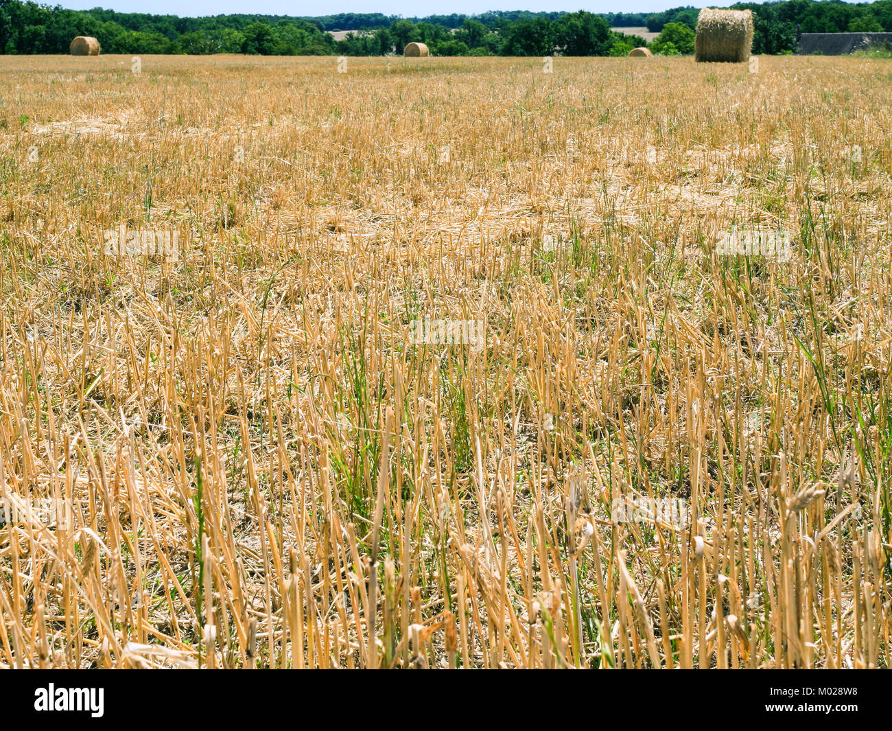 Paesaggio di campagna - stocchi raccolte sul campo in Val de Loire regione della Francia in estate giornata di sole Foto Stock