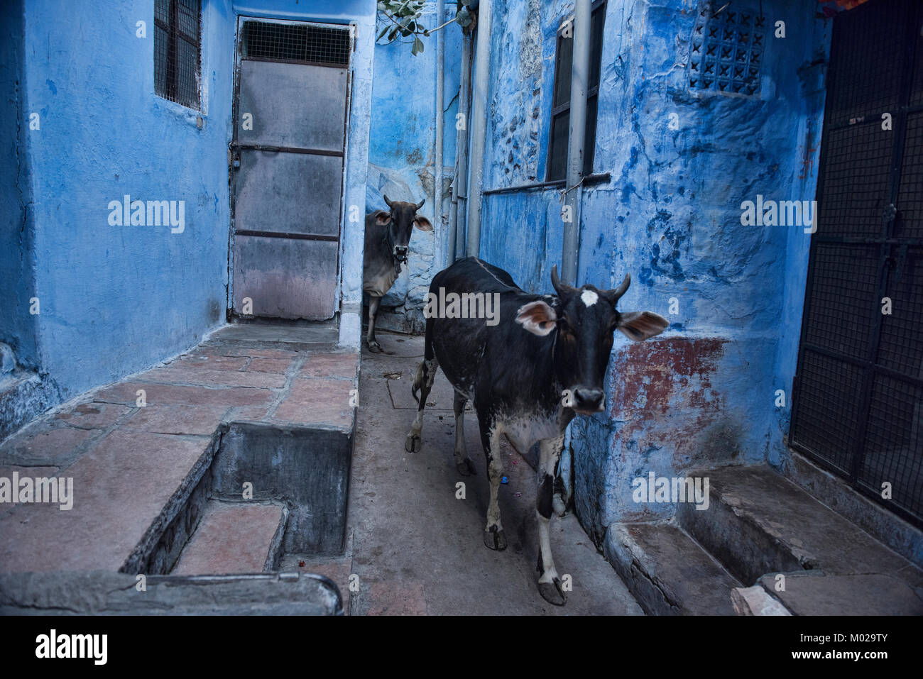 Vacche nella città blu di Jodhpur, Rajasthan, India Foto Stock