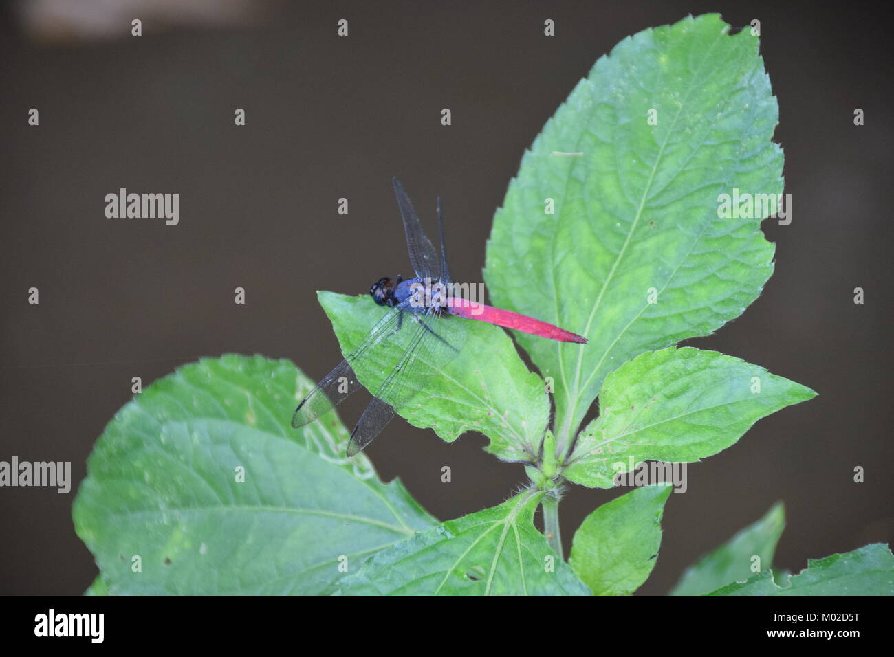 Marsh Hawk (Orthetrum pruinosum), Munduk, Bali, Indonesia Foto Stock