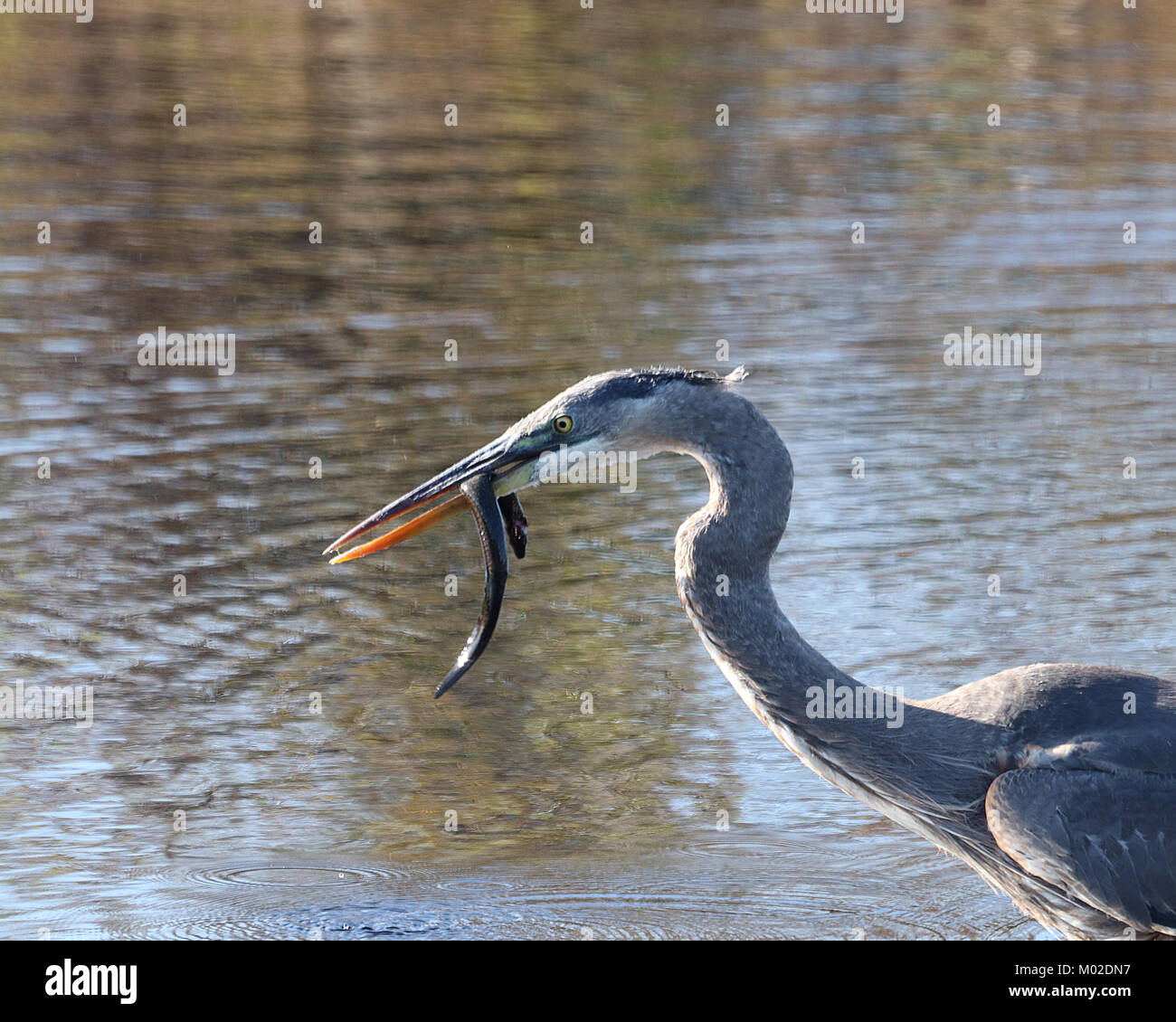 Heron nel profilo azienda un serpente in un fiume della Florida Foto Stock