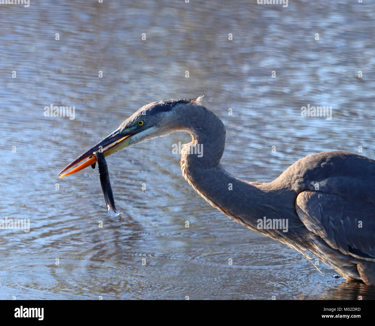 A volte è duro da digerire il vostro pranzo quando picchia costantemente è che cosa questo heron imparato quando si tenta di mangiare un serpente Foto Stock