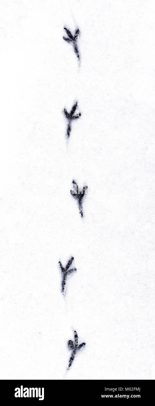 Le tracce di uccelli nella neve pulita. sfondo, concetto. Foto Stock