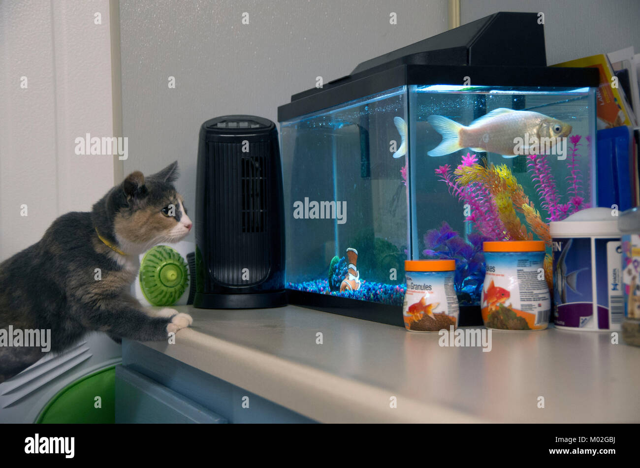 Un gattino indaga la vasca dei pesci al ricovero degli animali. Foto Stock
