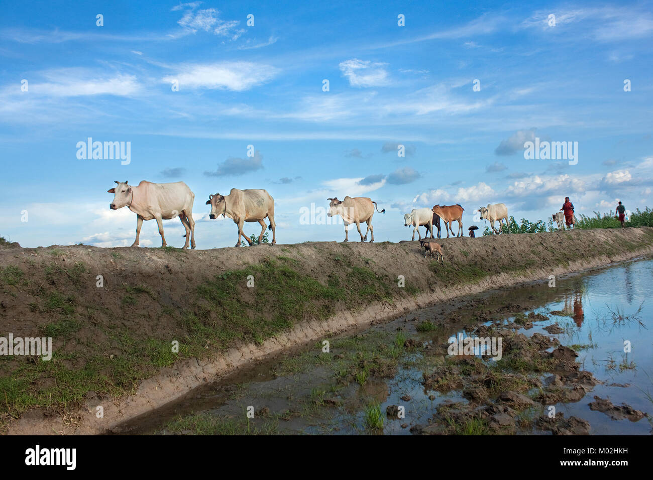 Una donna di allevamento del bestiame a Khulna,Bangladesh.Luglio 28,2016. Foto Stock