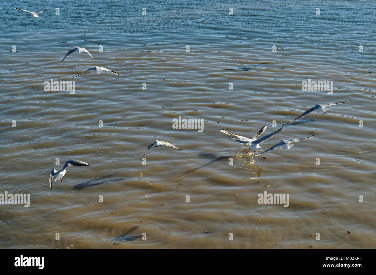 Gabbiani sorvolano una zona di acque reflue nel mare mediterraneo Foto Stock