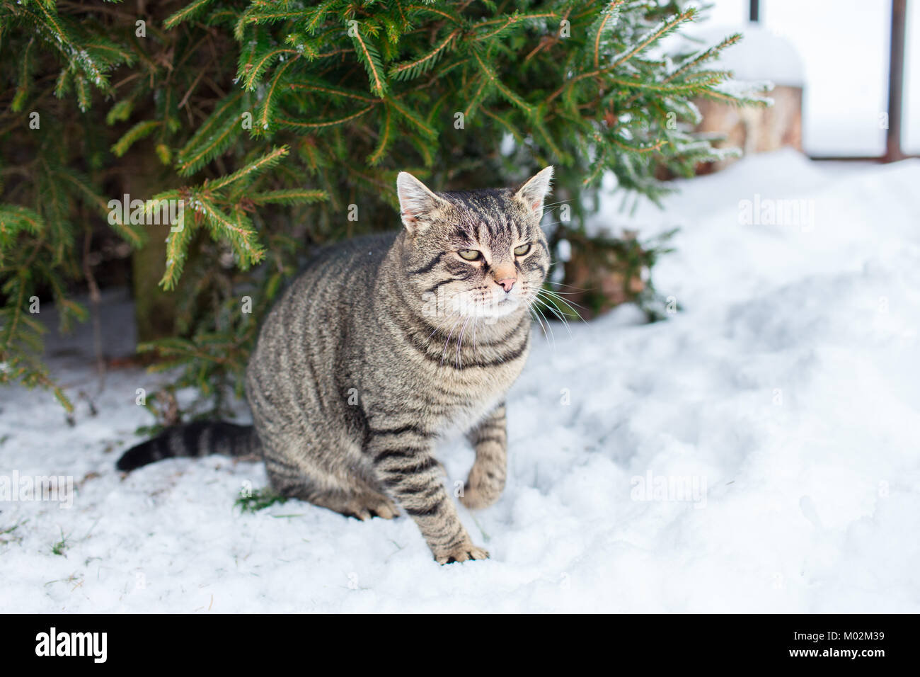 Tabby cat in appoggio nella neve sotto un albero sempreverde. Un gatto delle nevi. Foto Stock