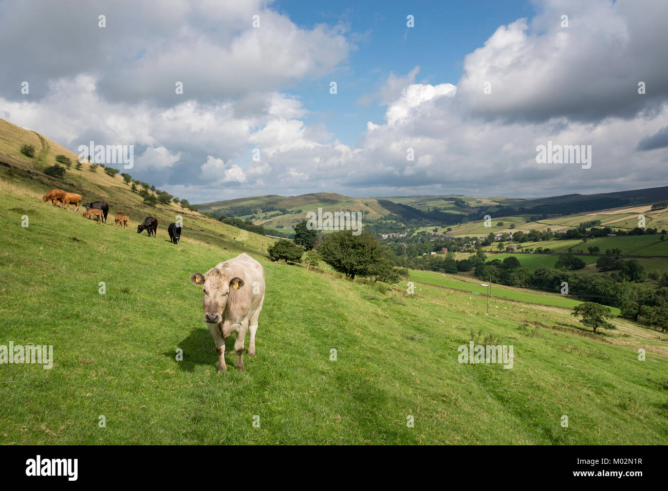 Campo di vacche con i giovani vitelli nei pressi di Hayfield nel Derbyshire, Inghilterra su una soleggiata giornata estiva. Foto Stock