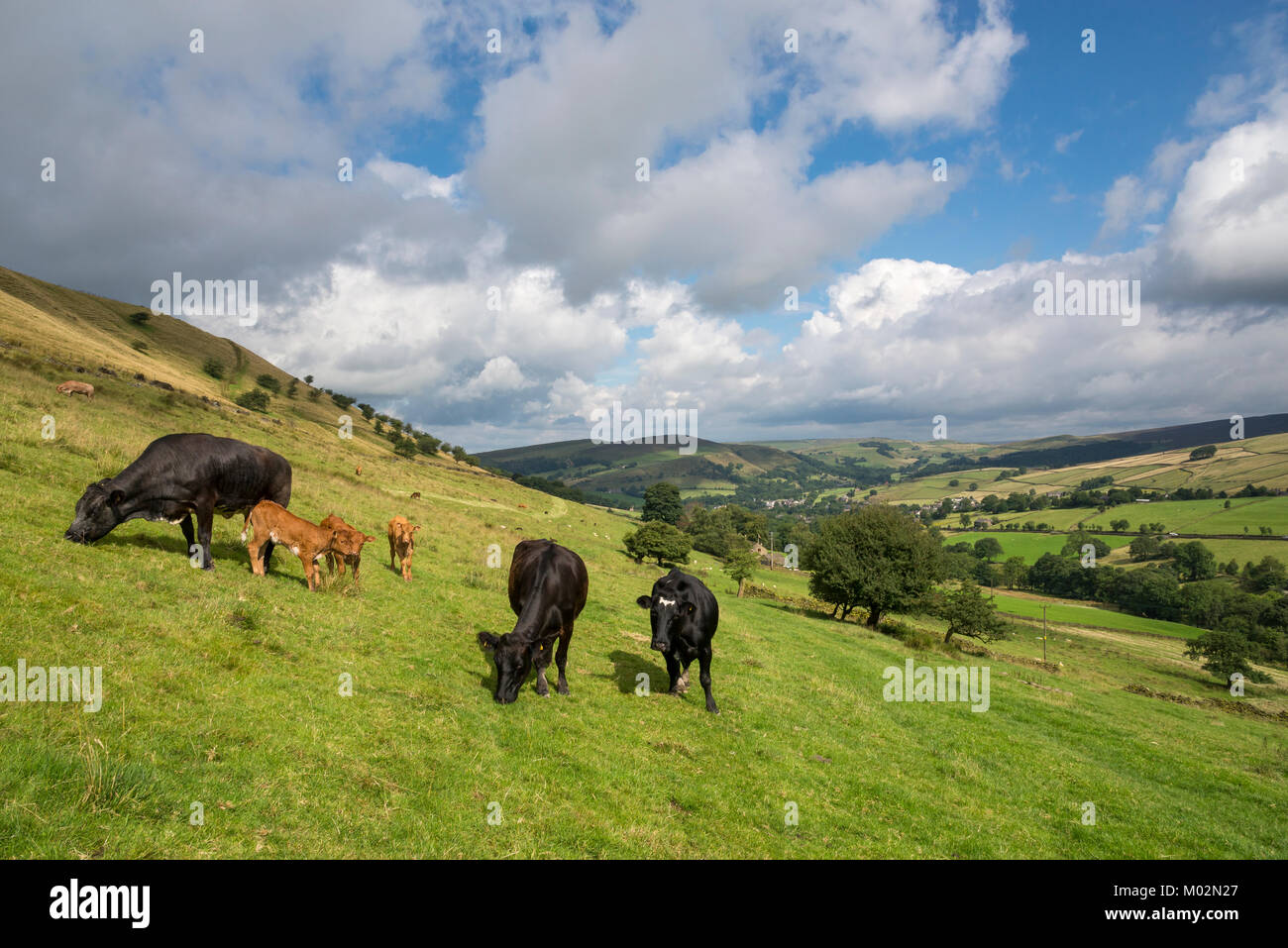 Campo di vacche con i giovani vitelli nei pressi di Hayfield nel Derbyshire, Inghilterra su una soleggiata giornata estiva. Foto Stock