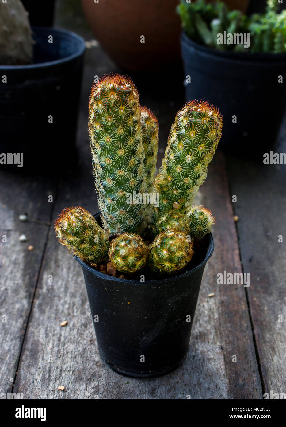 Close up di cactus in plastica nera vaso sul tavolo di legno al vivaio. Foto Stock Close up di cactus in plastica nera vaso sul tavolo di legno al vivaio. Foto Stock