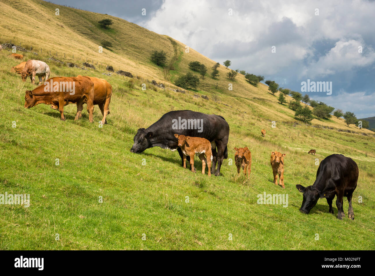 Campo di vacche con i giovani vitelli nei pressi di Hayfield nel Derbyshire, Inghilterra su una soleggiata giornata estiva. Foto Stock