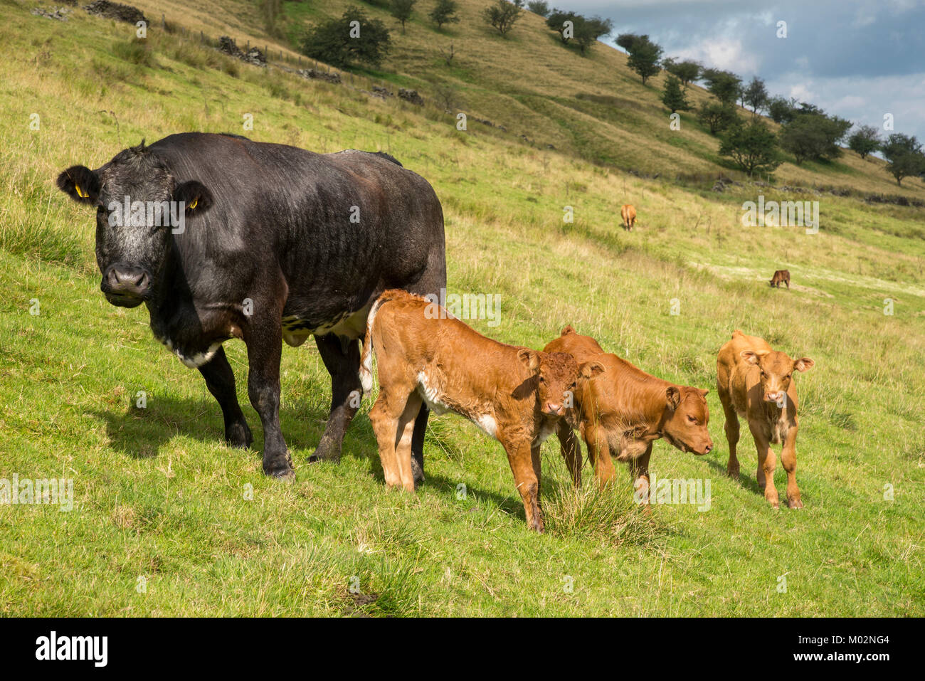Vacche con graziosi brown vitelli nella campagna inglese su una soleggiata giornata estiva. Foto Stock